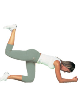 glutei quadrupedia