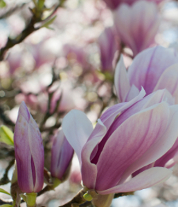 magnolia-257x300