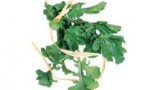 Perdi una taglia con la dieta dell’insalata