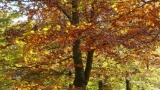 Foliage 2012: i colori dell’autunno nel Biellese
