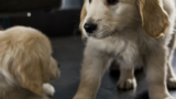 Mese del Cucciolo, il veterinario ti aspetta col tuo cane