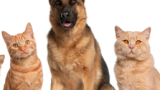 Aprile, visite gratuite per cani e gatti