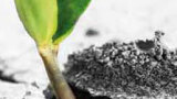 A Milano un convegno sull’orticultura