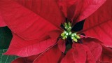 Stelle di Natale dell’AIL contro la leucemia