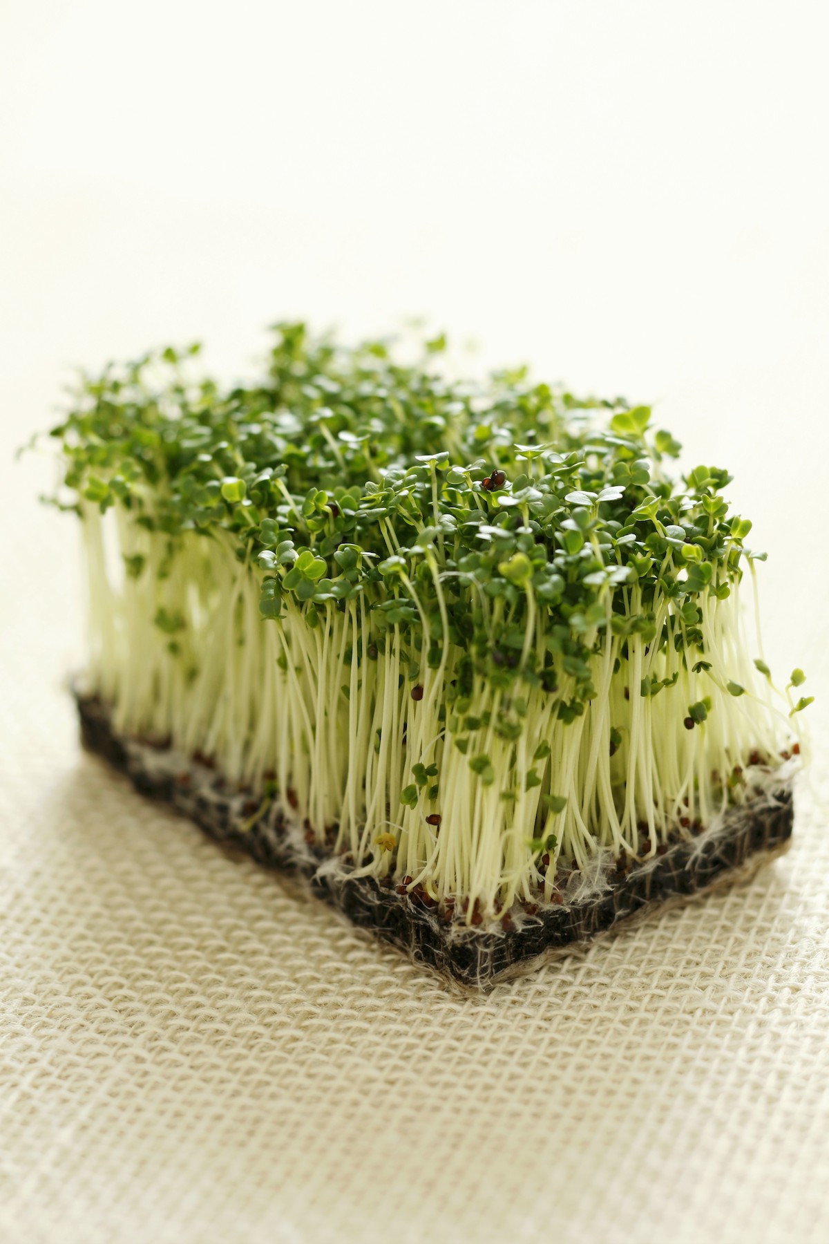 germogli di broccoli cancro alla prostata