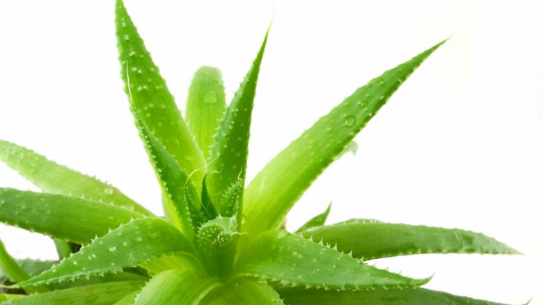 Estratto Di Aloe Vera Fatto In Casa
