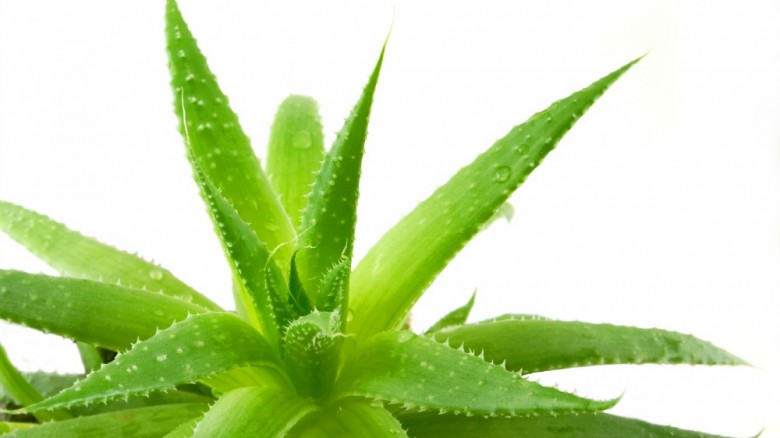 gel aloe vera usi