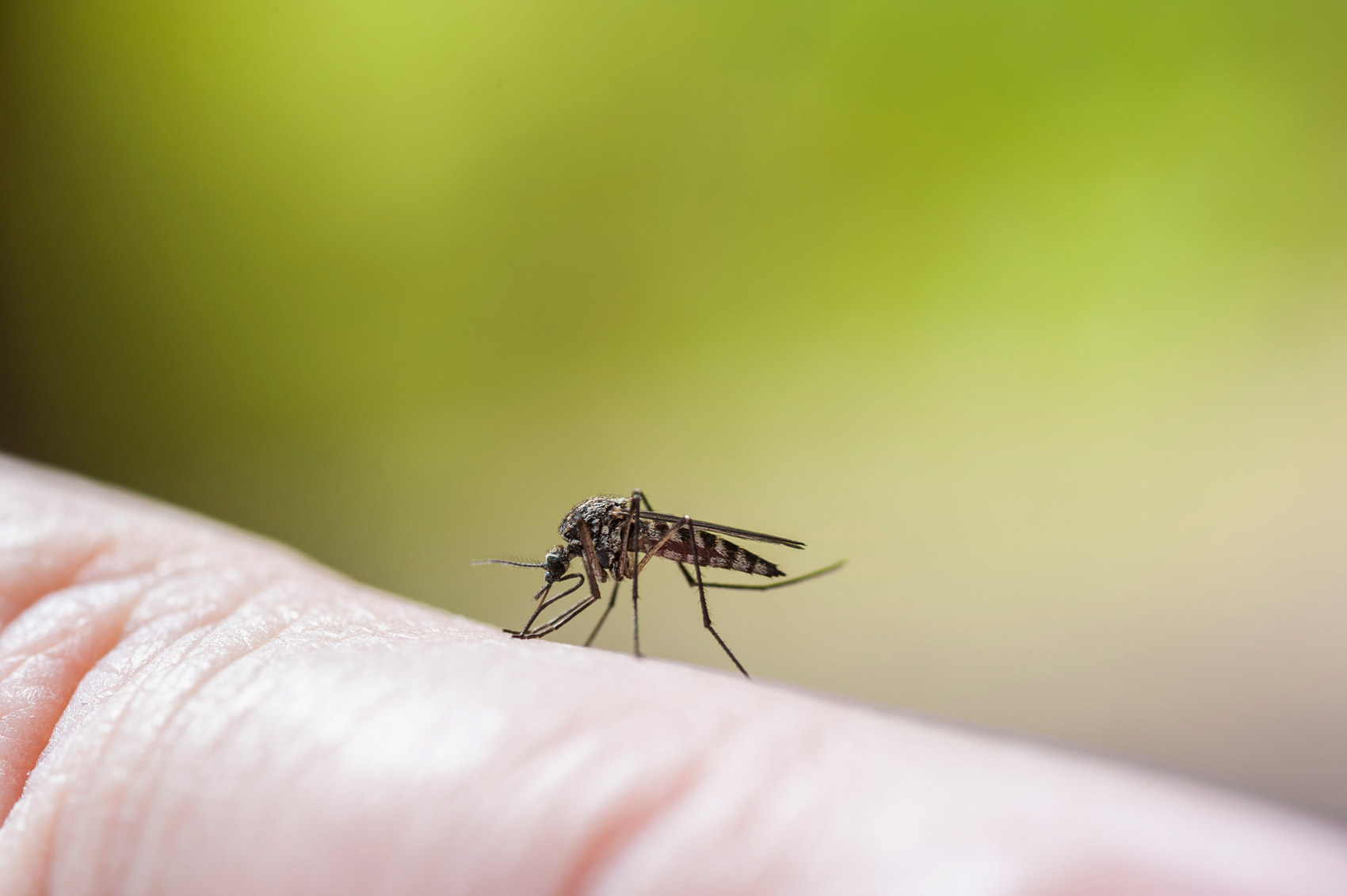 Virus Zika: stato di allerta, non di allarme Virus Zika: stato di allerta, non di allarme