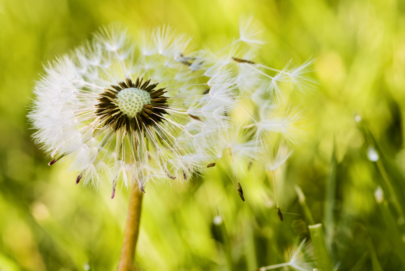Allergie primaverili: i rimedi naturali