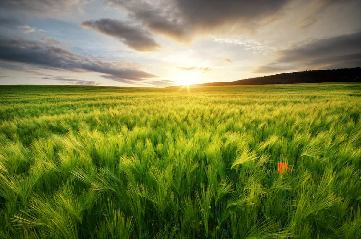 Nasce la Filiera Corta del Gusto