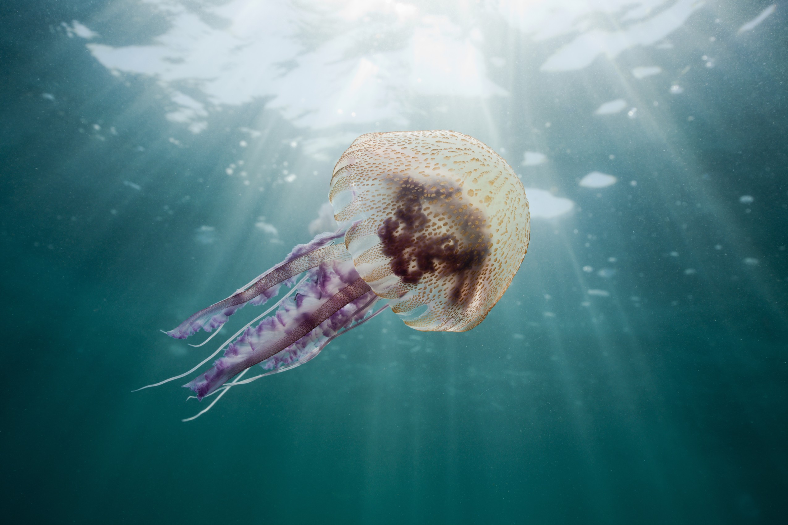 Meduse: non pungono e non mordono, eppure…