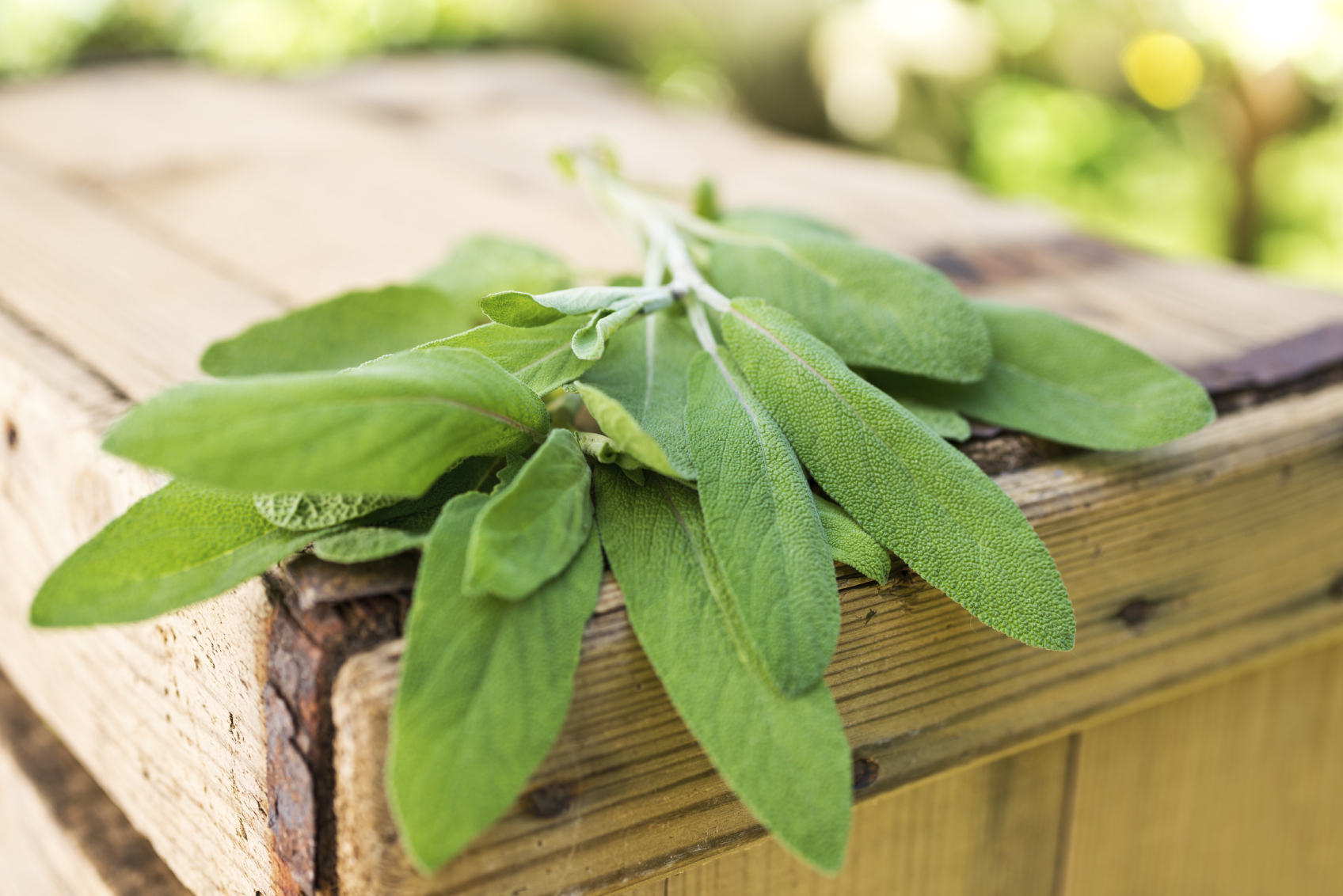 Salvia rimedio di bellezza naturale