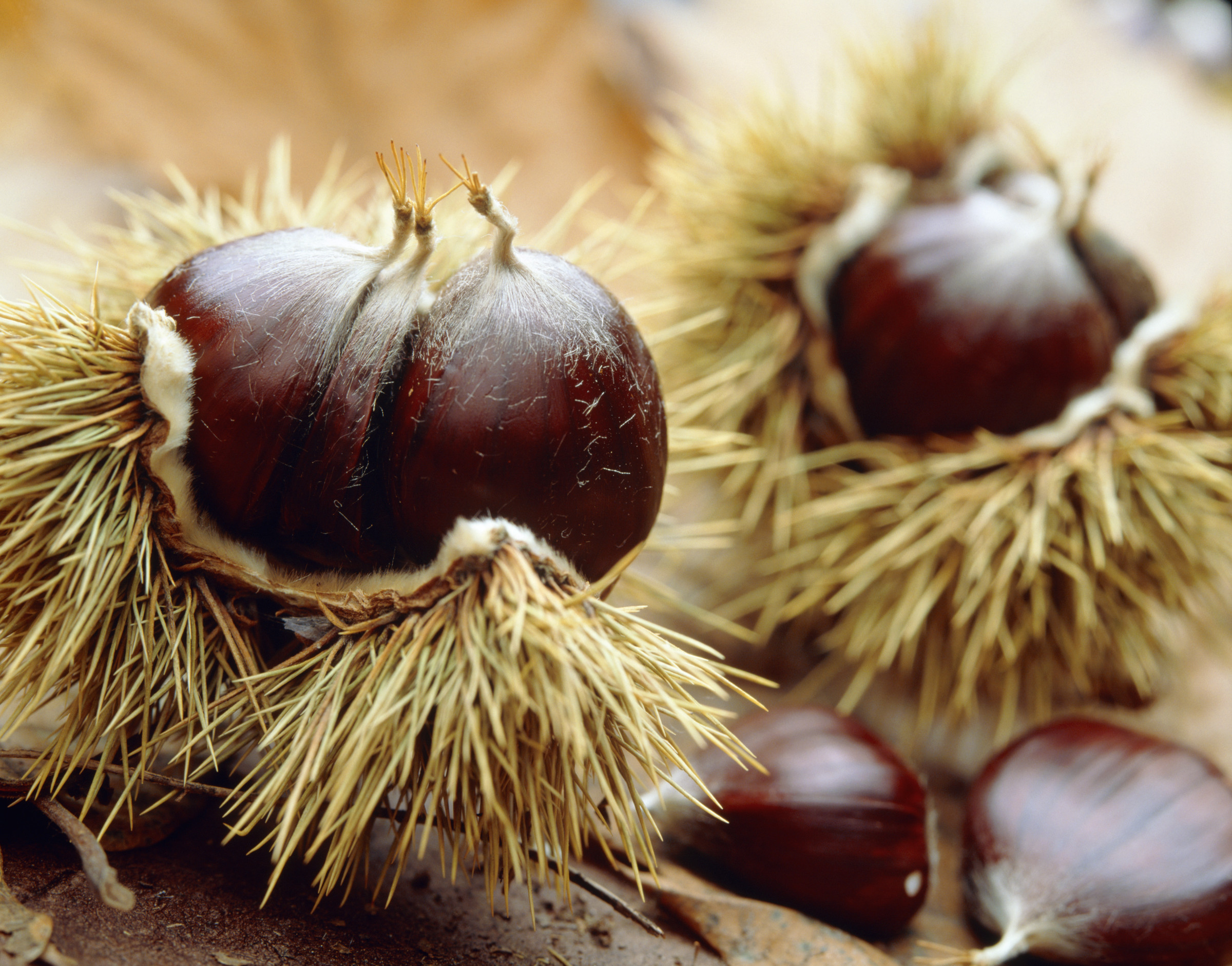 Castagne, noci, cachi: tutto il buono dell’autunno