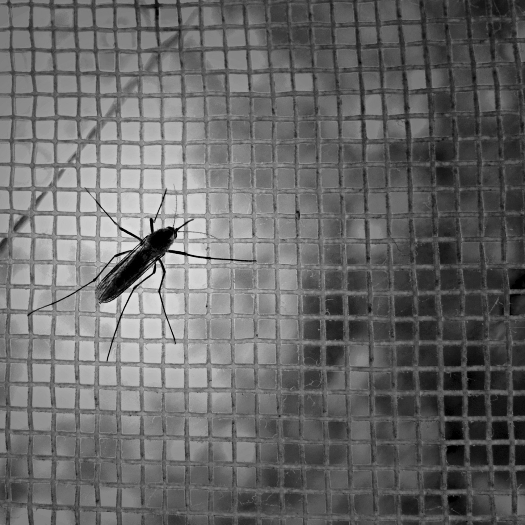 Virus Zika: per l’OMS è emergenza mondiale. Quali rischi per l’Italia? Virus Zika: per l’OMS è emergenza mondiale. Quali rischi per l’Italia?