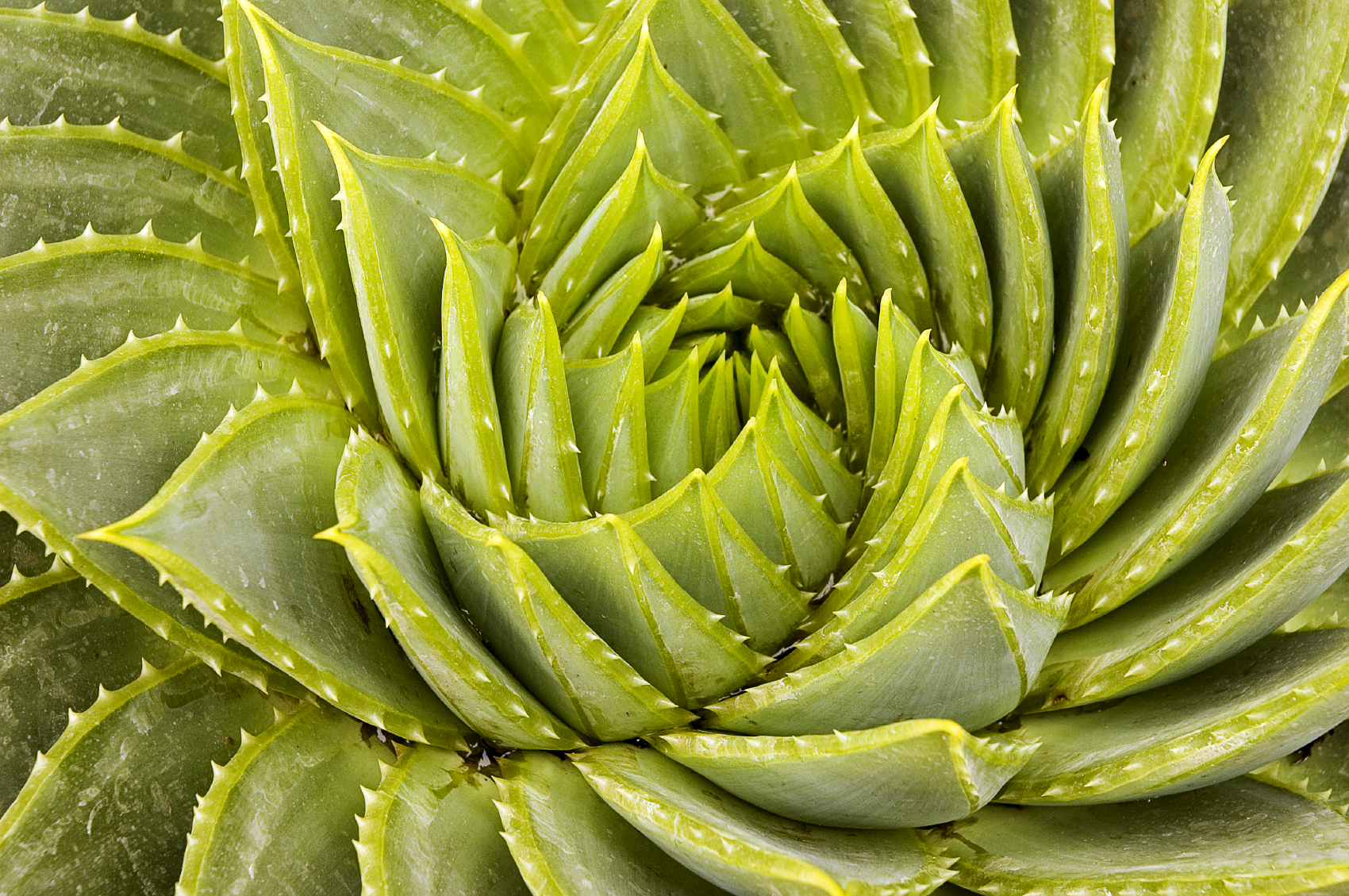 Acque vegetali, le bevande del prossimo futuro Acque vegetali, le bevande del prossimo futuro
