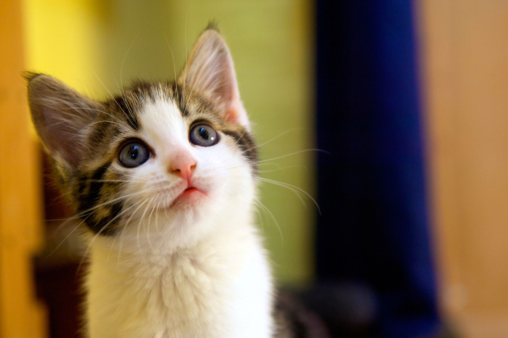 Ci separiamo. Ma cane e gatto a chi restano?