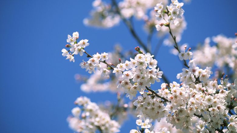 8 Alberi Per Salutare La Primavera Significato E Proprieta