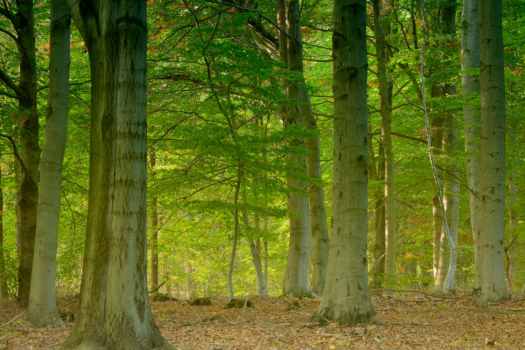Le foreste difendono dai virus Le foreste difendono dai virus