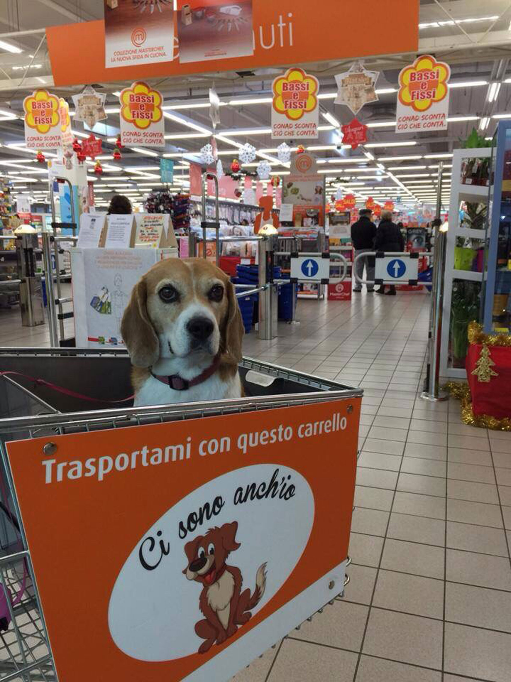 Al supermercato con il tuo cane? Ora puoi! Al supermercato con il tuo cane? Ora puoi!