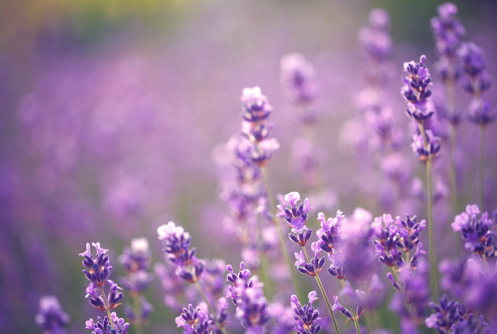 Il bagnodoccia fai da te iris e lavanda