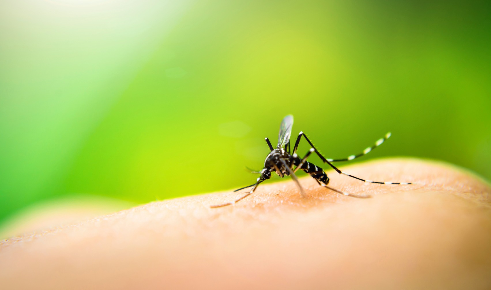 Chikungunya, facciamo chiarezza: sintomi, cure e rischi