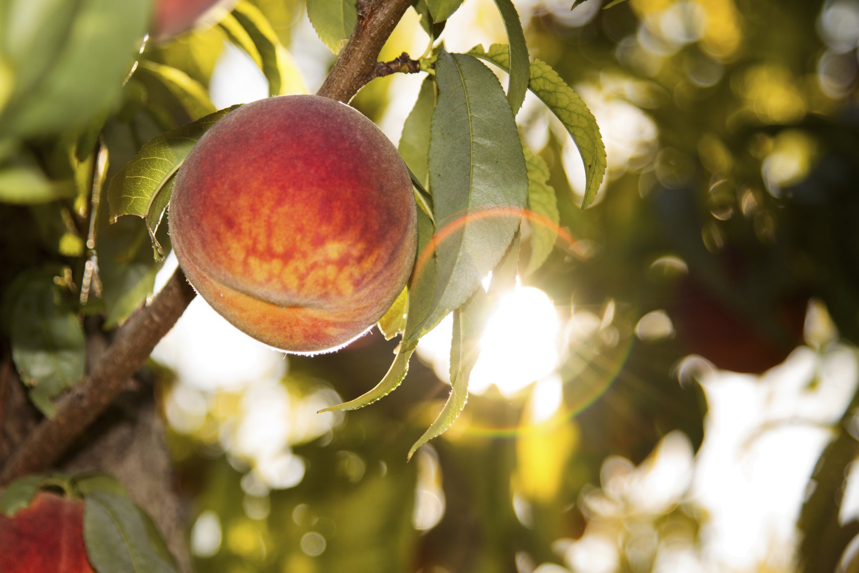 Frutta di stagione: tempo delle pesche