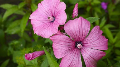 fiore di malva