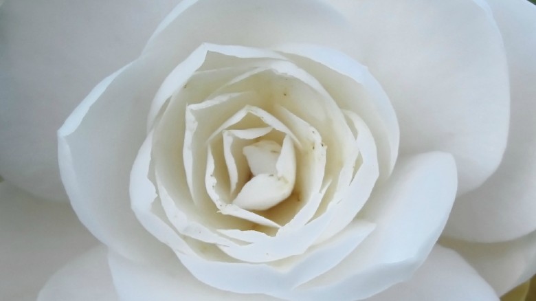 Olio di camelia e argan fai da te: la ricetta per prepararlo