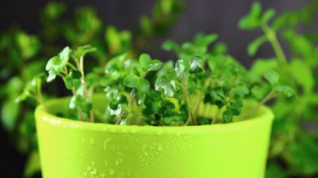 micro ortaggi, microgreens