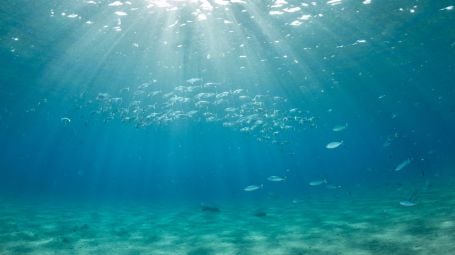 vita sottomarina, plancton