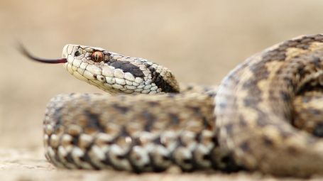 vipera, serpente