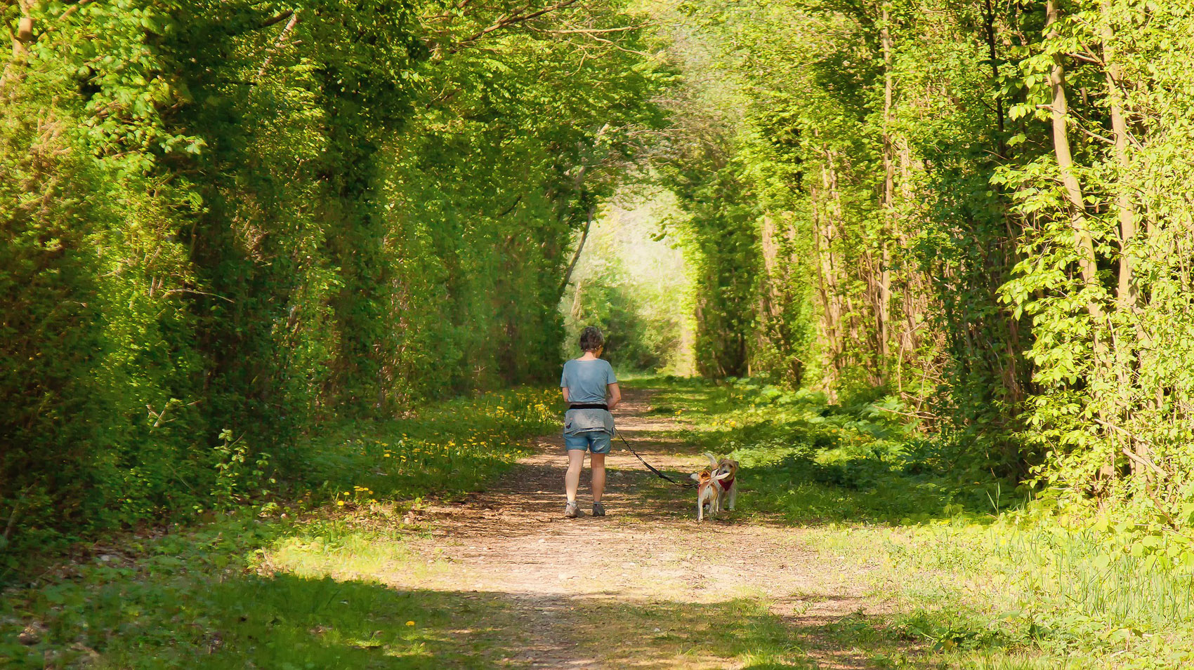 Malattia di Lyme: cause, sintomi e cure