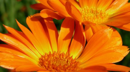 calendula