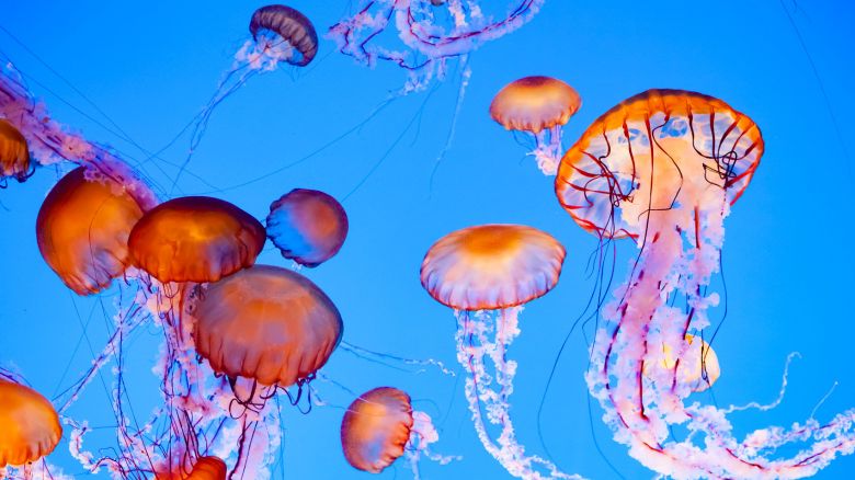 Punture di meduse, tracine, ricci di mare: ecco che cosa fare subito