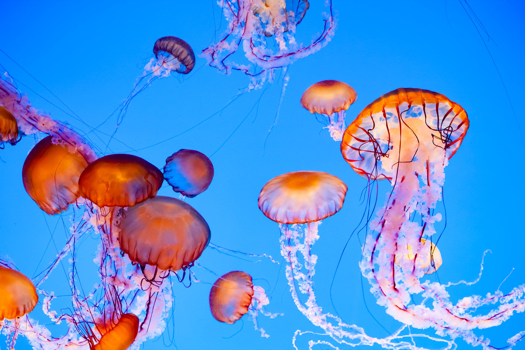 Punture di meduse, tracine, ricci di mare: ecco che cosa fare subito