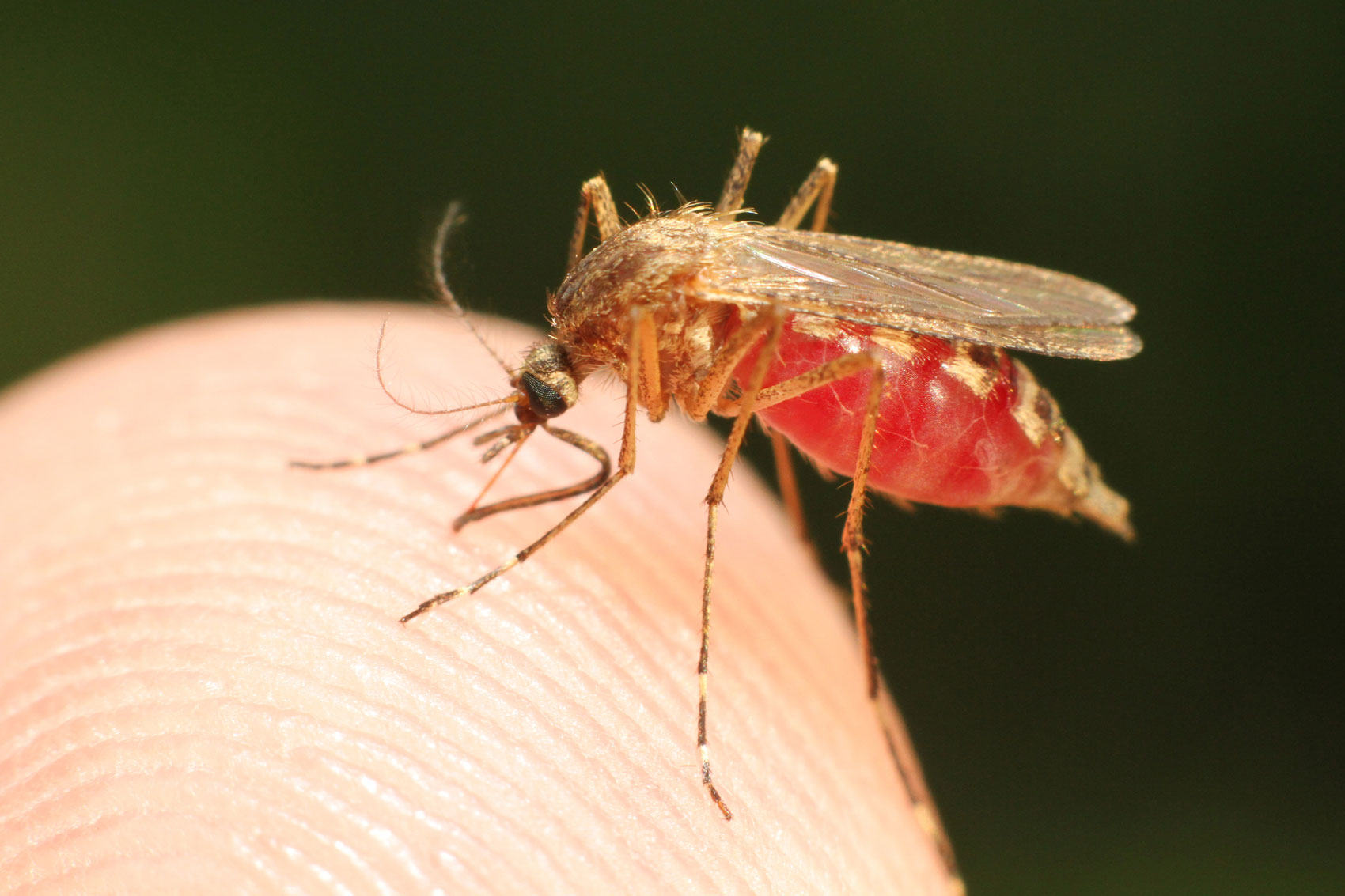 Malaria: ci si può ammalare in Italia? Le risposte ai tuoi dubbi Malaria: ci si può ammalare in Italia? Le risposte ai tuoi dubbi