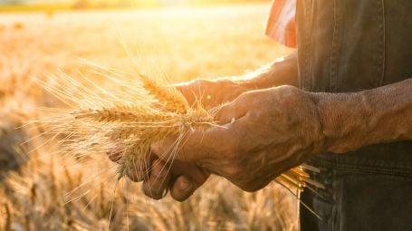 mani di contadino con spighe di grano