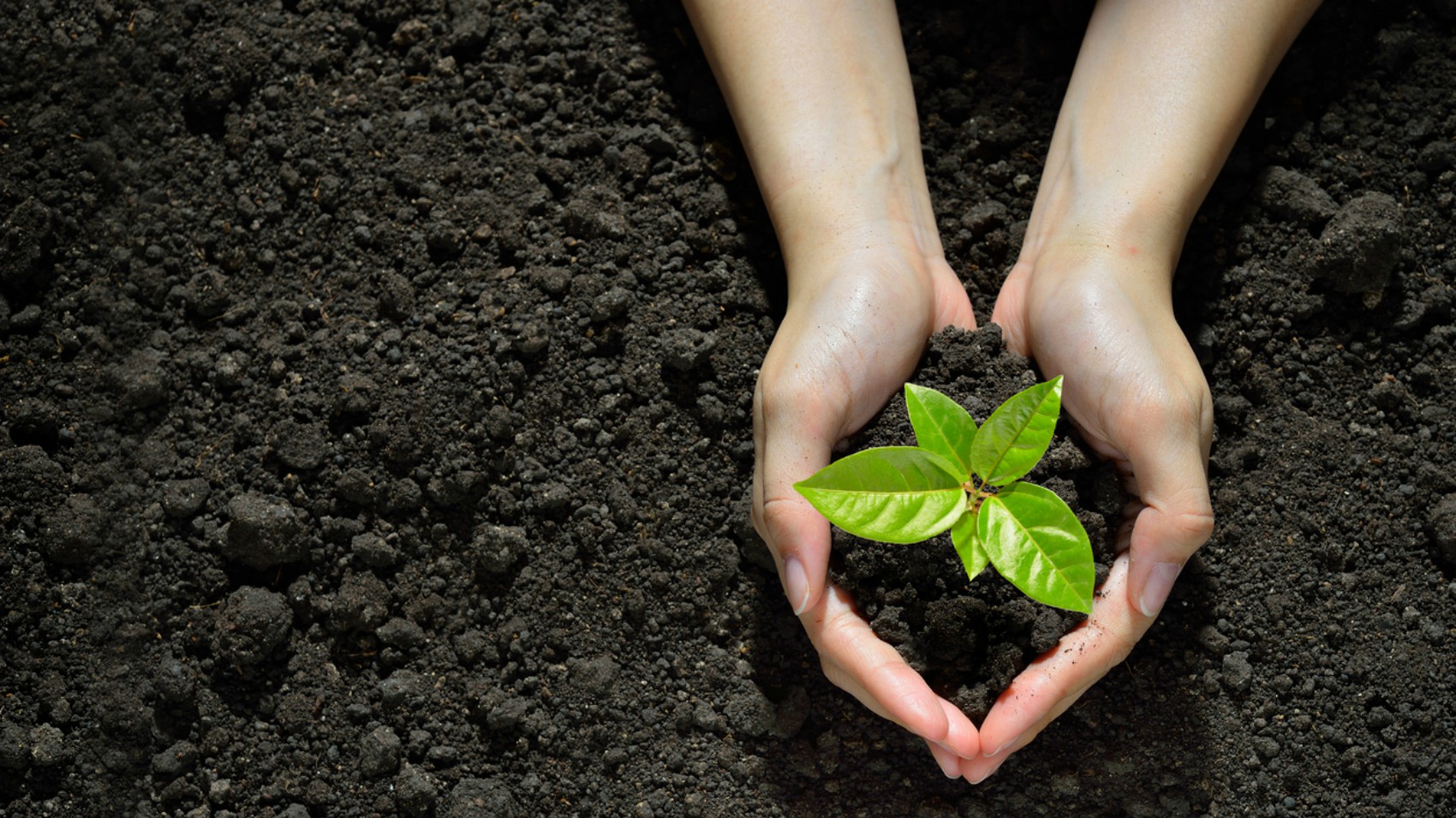 Detox: depurati con la gemmoterapia