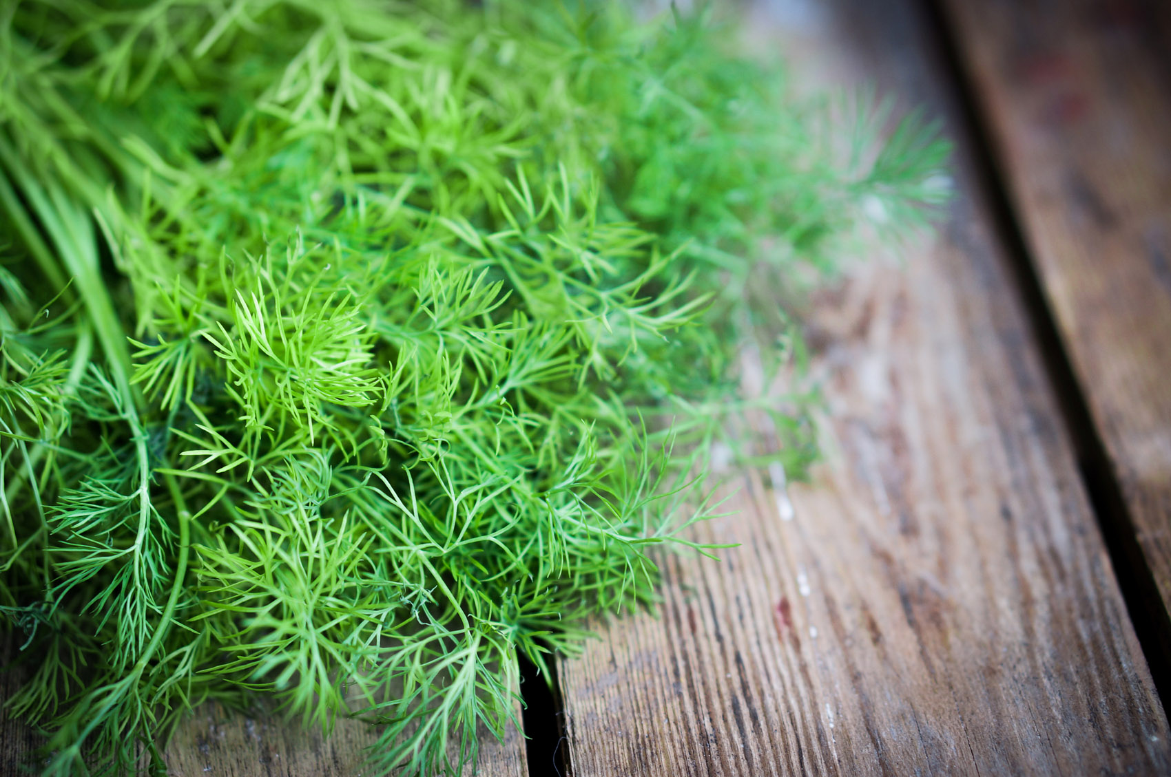 Effetto detox con gusto: usa l’aneto in cucina per ripulire l’organismo Effetto detox con gusto: usa l’aneto in cucina per ripulire l’organismo