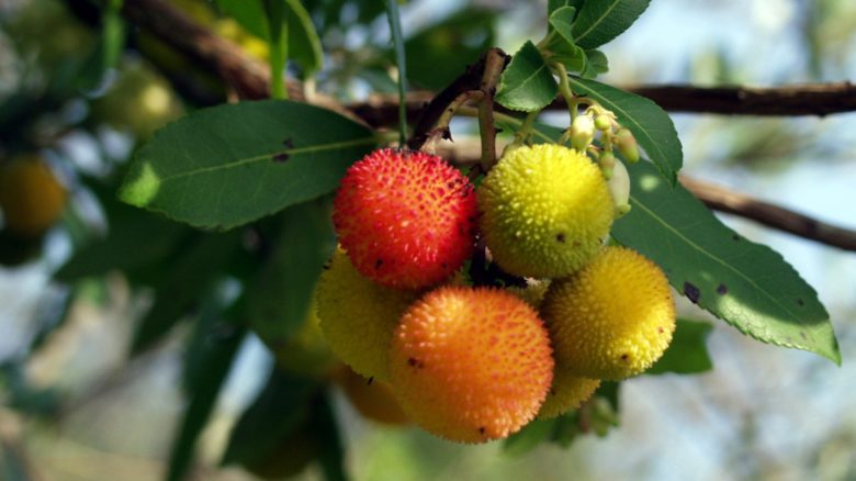 Galleria foto 'Com’è buona e sana la frutta dimenticata' - foto 3
