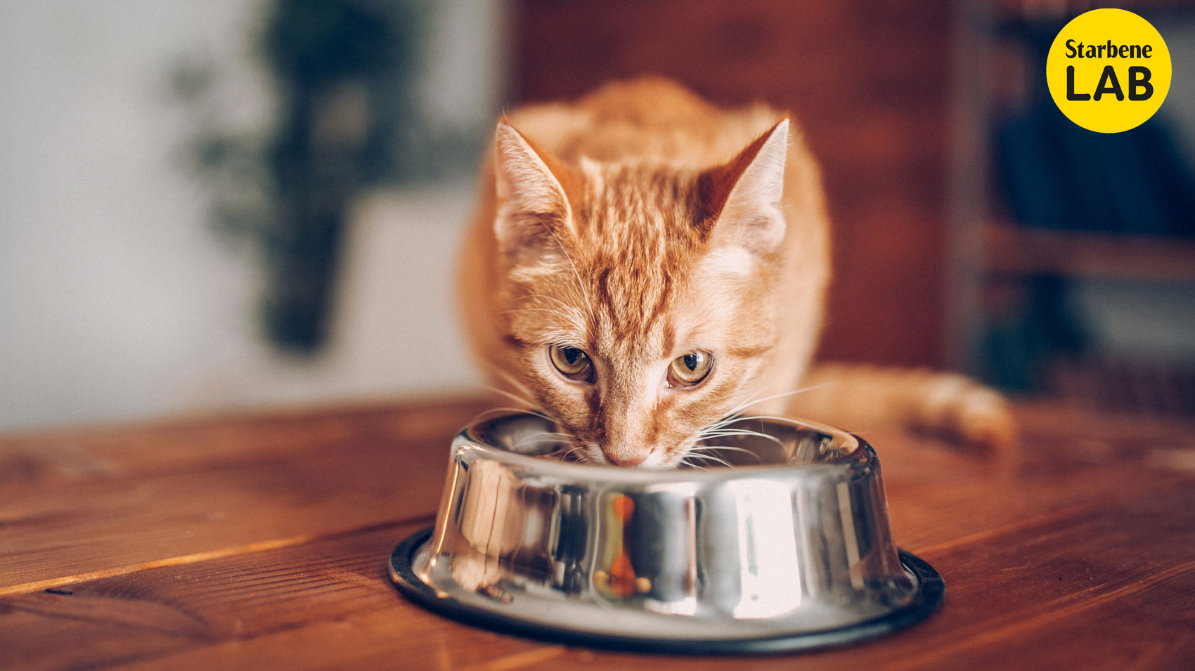 Pappe al tonno per gatti: le 4 migliori