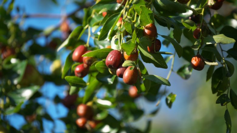 Galleria foto 'Com’è buona e sana la frutta dimenticata' - foto 5