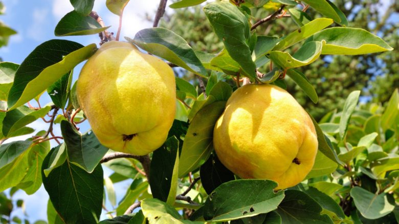 Galleria foto 'Com’è buona e sana la frutta dimenticata' - foto 2