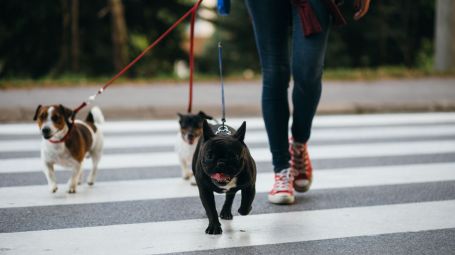 cani al guinzaglio su strisce pedonali
