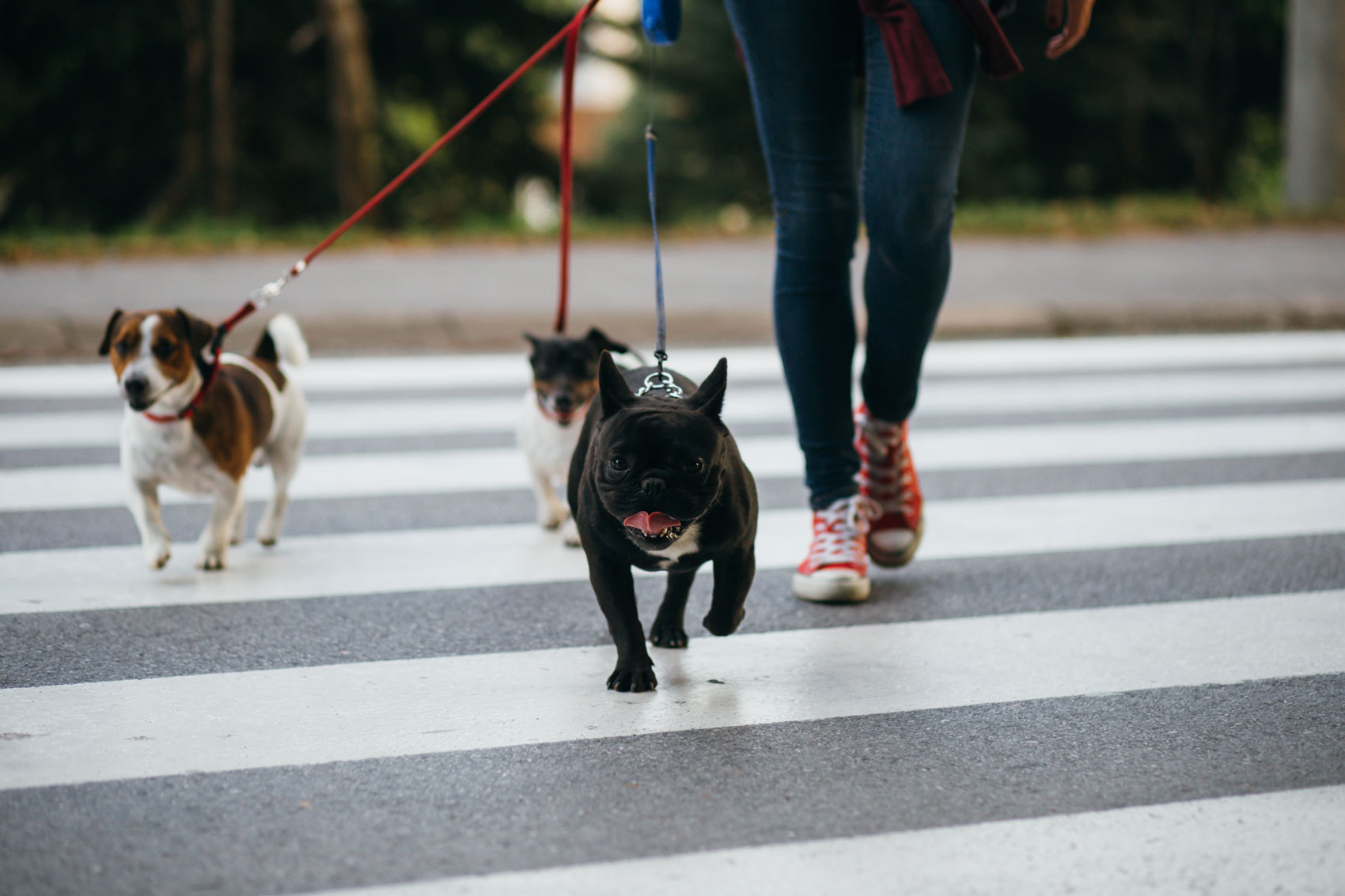 Bisognini dei cani sui marciapiedi: arriva il test del Dna