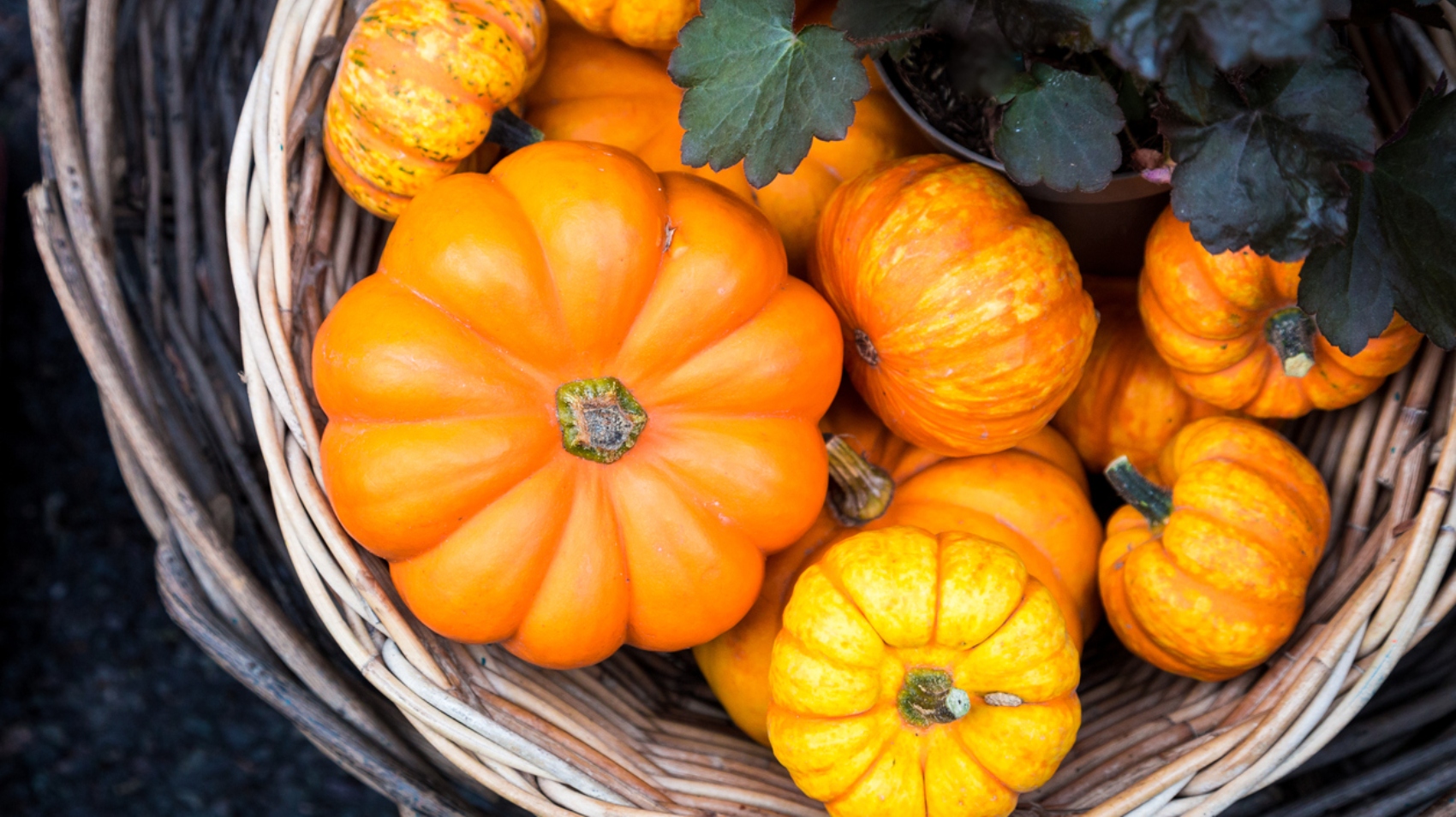 La zucca è un’alleata della linea. Scopri perché