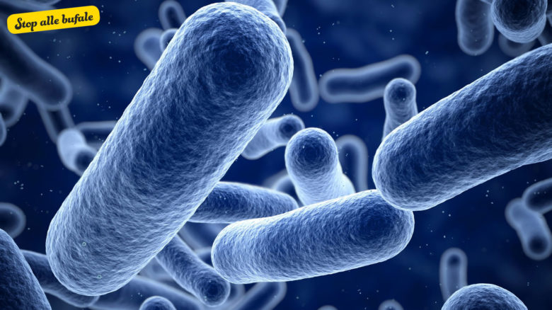 Batteri amici delle donne: come aumentare le difese immunitarie