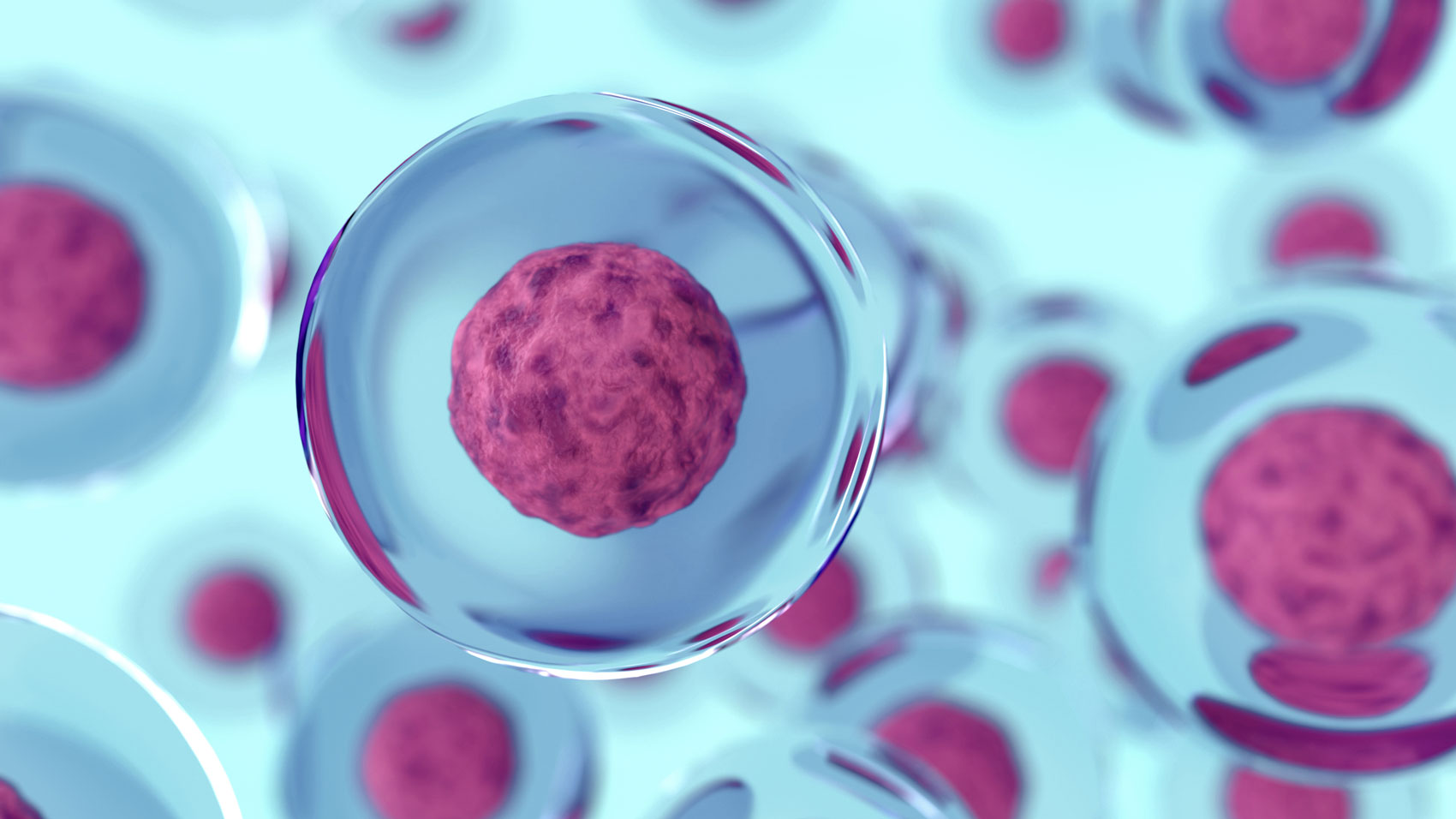 Restare giovani: le nostre cellule si possono riprogrammare