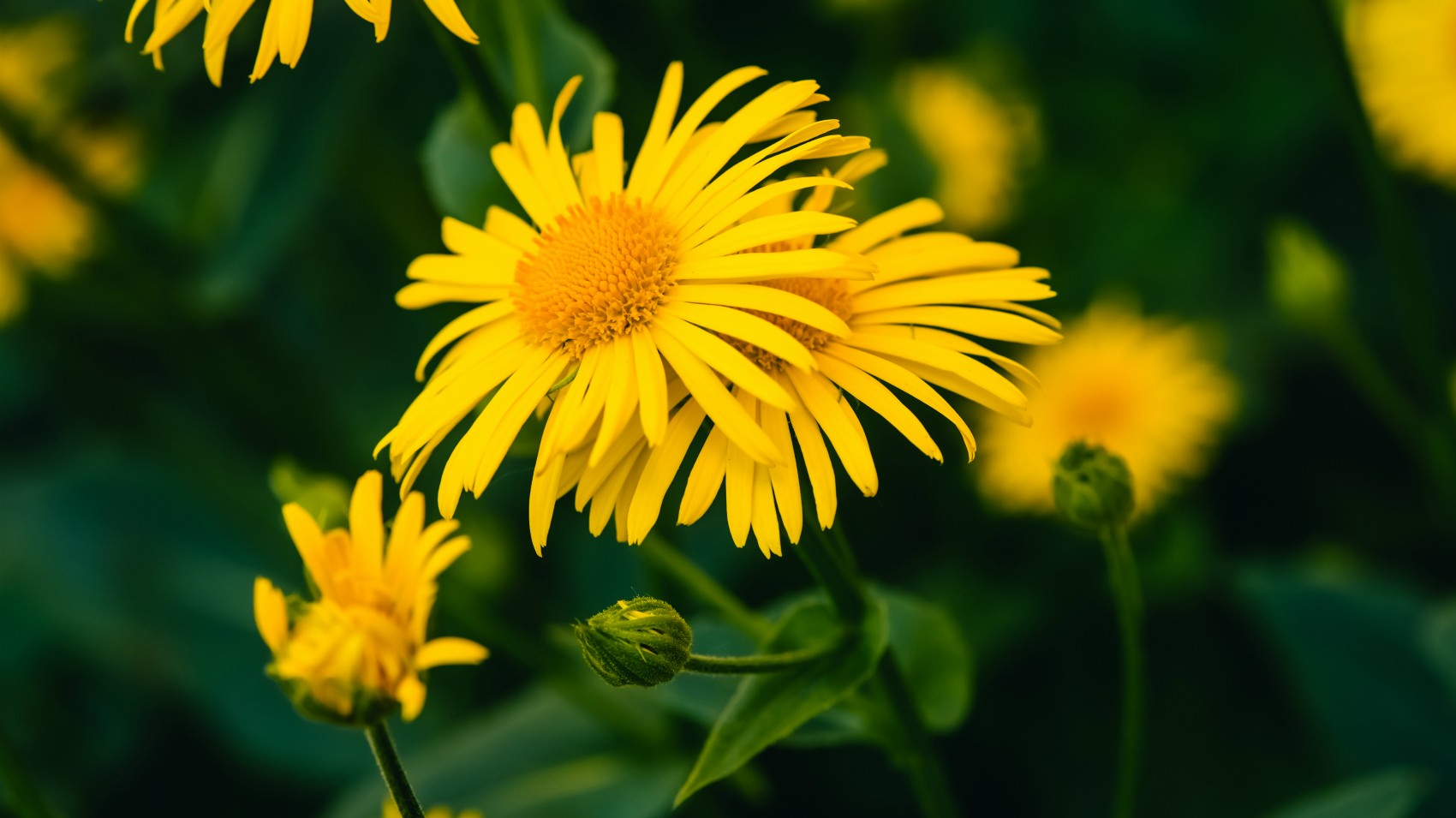 Arnica: proprietà, uso e benefici