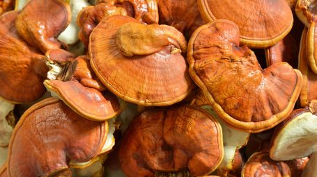 fungo reishi (Ganoderma lucidum).